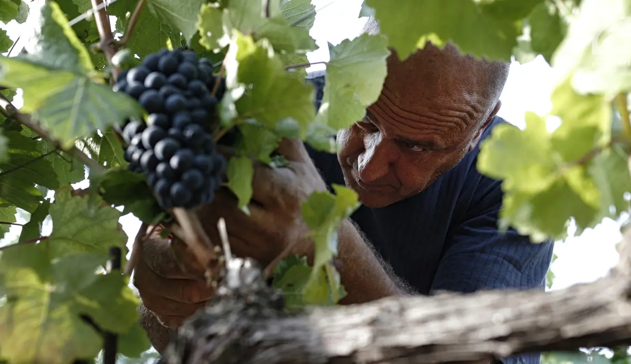 Pekerja memetik anggur saat panen Pinot Nero di Tenuta Castello di Neive Borgonovo, Italia barat laut (8/8). Agensi makanan agens Coldiretti mengantisipasi penurunan volume 10-15 persen. (AFP Photo/Marco Bertorello)