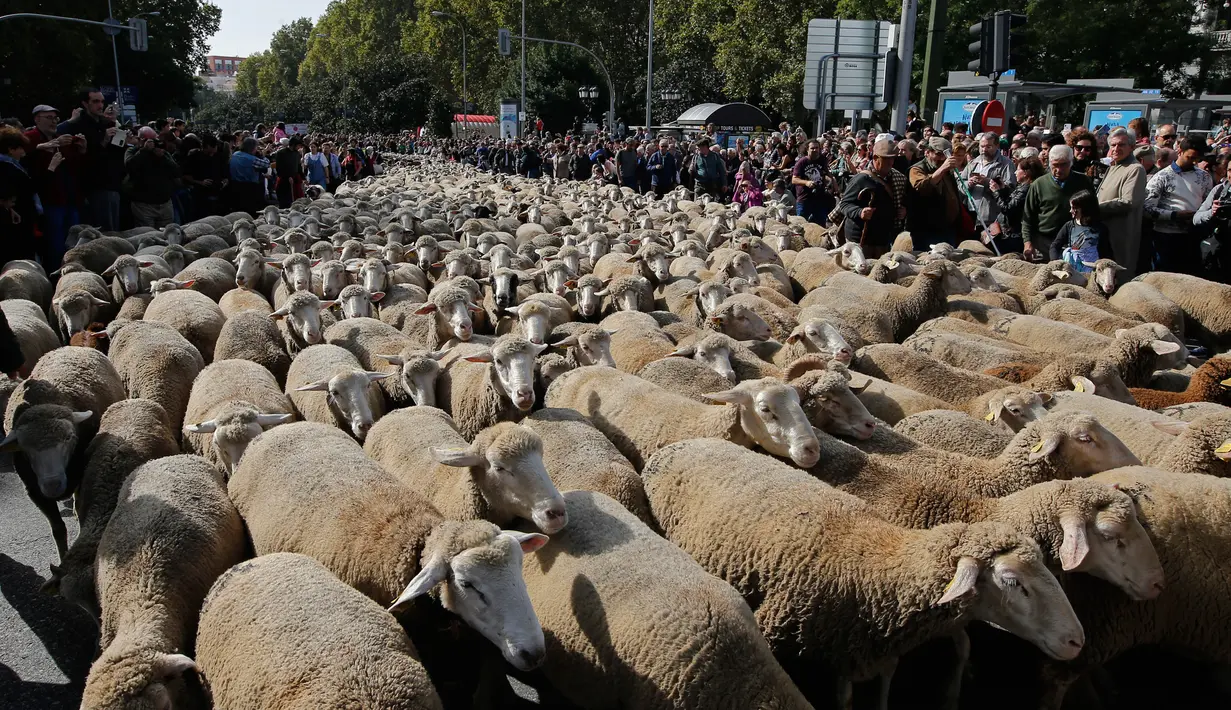 Kawanan domba digembalakan melewati pusat kota Madrid, Spanyol, 21 Oktober 2018. Para gembala menggiring ribuan ekor domba ke jalanan yang merupakan kegiatan tahunan bernama Festival Fiesta de la Trashumancia. (AP Photo/Paul White)