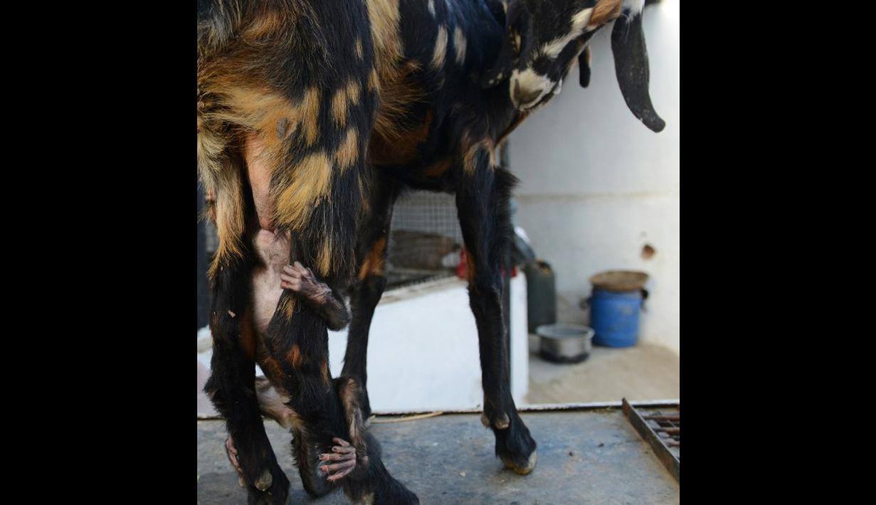 FOTO Bayi Monyet Menyusu ke Kambing - Foto Liputan6.com