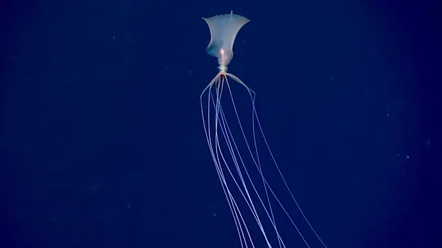 Cumi-cumi Raksasa Langka Terekam di Laut Meksiko (Sumber: NOAA)