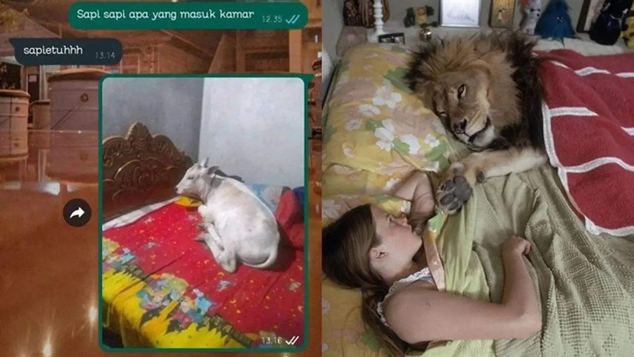 Potret 6 Hewan Tiduran di Ranjang Kamar Ini Curi Perhatian