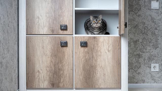 3 Tempat Favorit Kucing Pemalu