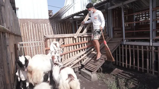 Memelihara Kambing Perah