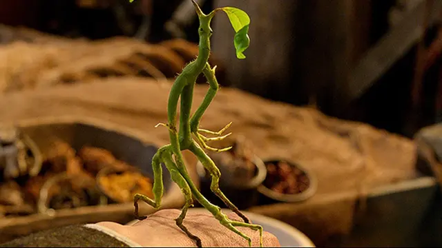 Fantastic Beasts and Where to Find Them