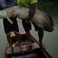Nelayan memperlihatkan ikan arapaima atau Pirarucu yang berhasil ditangkap dari Sungai Amazon di Brasil, 20 September 2017. Ikan yang masih satu keluarga dengan ikan arwana ini merupakan salah satu makanan favorit warga lokal Amazon. (CARL DE SOUZA/AFP)