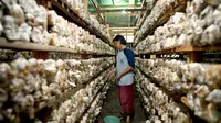 11 Ide Usaha Ternak yang Tidak Berisik, Cari Cuan Tanpa Ganggu Tetangga