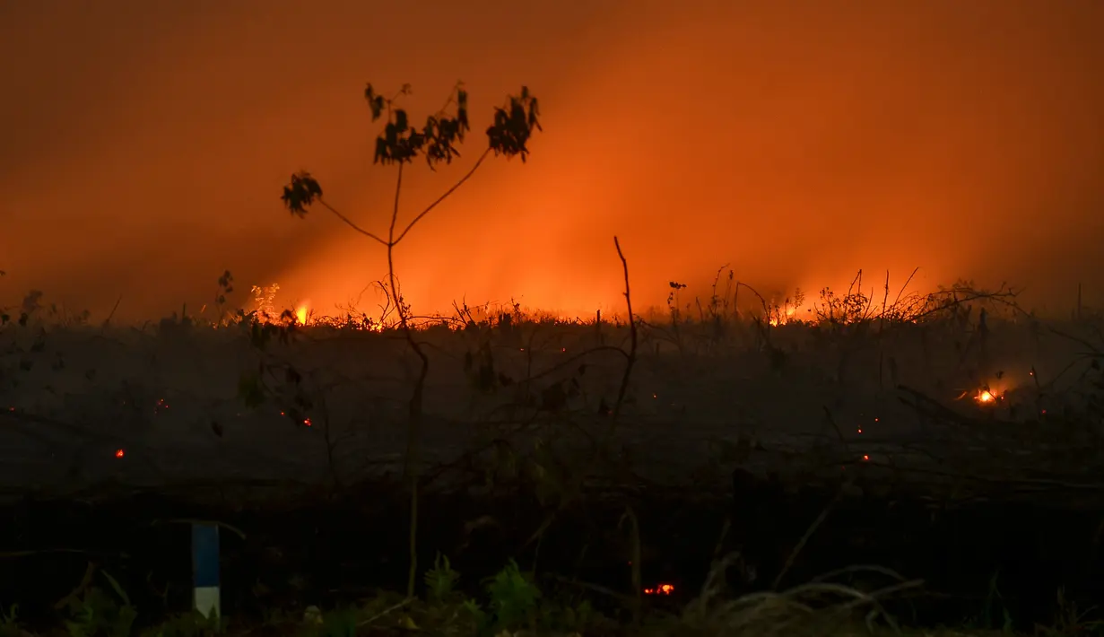 Api dari kebakaran lahan gambut menerangi langit malam di Kampar, Riau, Senin (9/9/2019). Sulitnya sumber air di lokasi kebakaran menjadi kendala petugas untuk memadamkan bara api yang menghanguskan sedikitya lima hektare lahan gambut di kawasan tersebut.  (Wahyudi / AFP)
