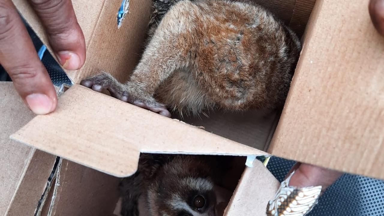 Satwa langka jenis kukang diperjualbelikan di Kabupaten Agam. (Liputan6.com/ Dok BKSDA Sumbar)