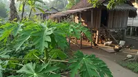 8 Tanaman Peneduh yang Cocok untuk Area Kandang agar Lebih Sejuk dan Nyaman