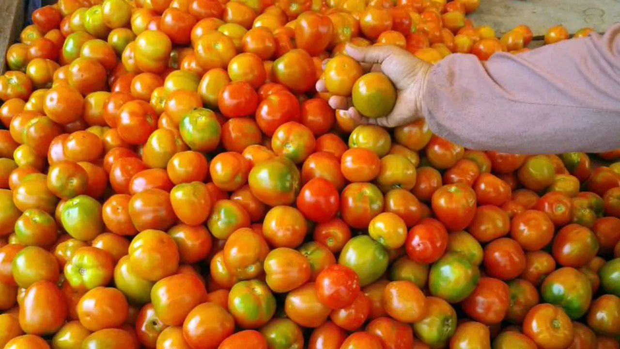 Tomat di Palu