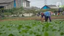Aktivitas petani sayuran di Jalan Irigasi, Neglasari, Kota Tangerang, Senin (11/7/2022). Para petani sayuran di tempat tersebut menanam sayuran bayam dan caisim yang nantinya akan dijual di Pasar tradisional di Kota Tangerang. (Liputan6 com/Angga Yuniar)