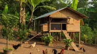 6 Posisi Kandang Ayam Rumahan yang Paling Aman dari Bau, agar Tetangga Tak Terganggu