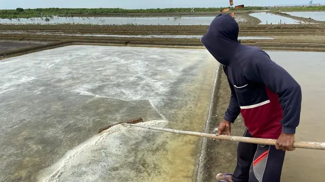 Cerita Petambak Garam Cirebon Tiga Tahun Tidak Panen Akibat Banjir Rob