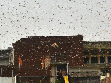Kawanan belalang terlihat di daerah pemukiman Allahabad, India (11/6/2020). Warga dikejutkan dengan munculnya segerombolan belalang yang menyerbu permukiman di daerah tersebut. (AFP/Sanjay Kanojia)