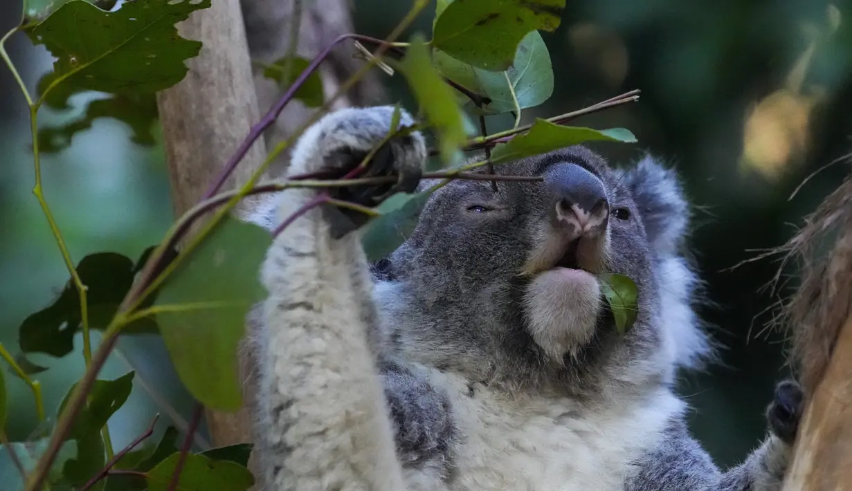 Koala pertama ditangkap dan divaksinasi pada bulan Maret, dan upaya ini diperkirakan akan berlangsung sekitar tiga bulan. (AP Photo/Mark Baker)