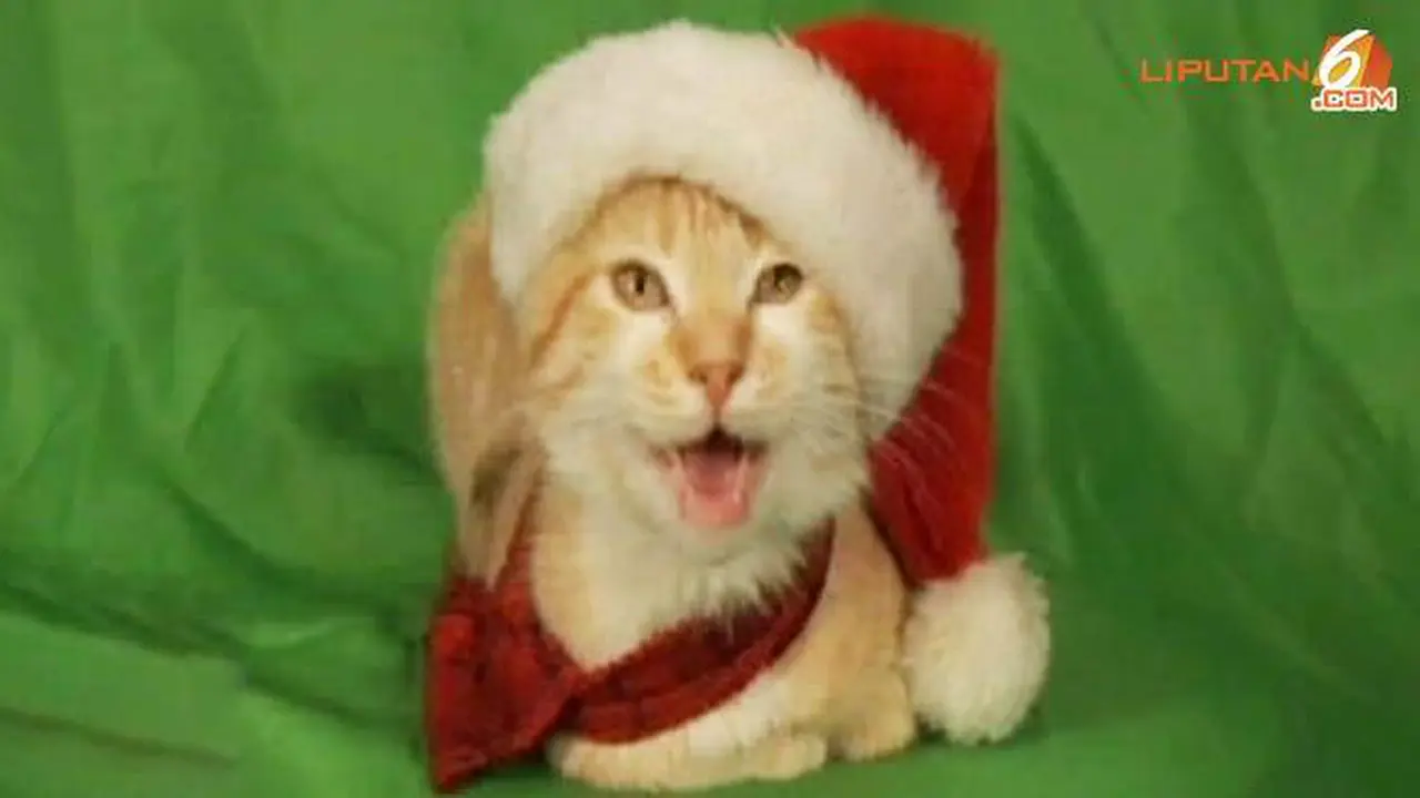 Lucunya Kucing Menyanyikan Lagu Bertema Natal