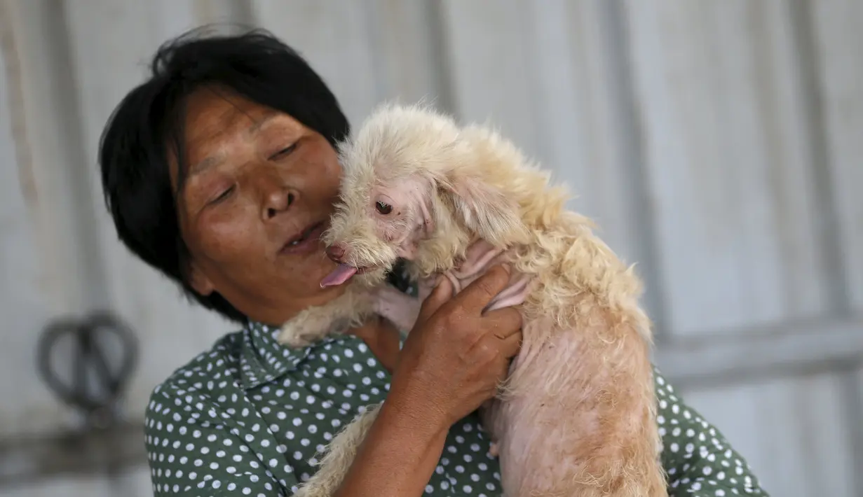 Yang Xiaoyun bermain dengan seekor anjing di tempat penampungannya di Tianjin, China, Rabu (8/7). Yang Xiaoyun dikabarkan telah mengeluarkan uang sebesar 48.248 USD untuk menyelamatkan 500 anjing dari toko daging anjing (REUTERS/Kim Kyung-Hoon)
