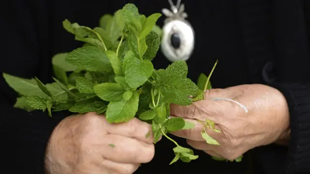 20150706-Ingin Cantik di Hari Lebaran? 7 Daun Ini Bermanfaat Untuk Kulit 1