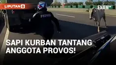 Anggota Provos Polri Diseruduk Sapi Kurban di Exit Tol Ancol