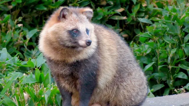 Tanuki