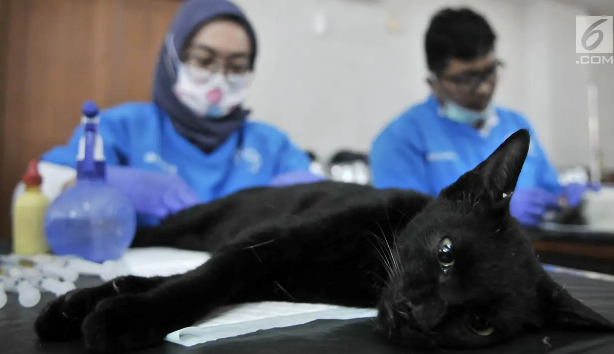 Dinas KPKP Jakarta Timur bersama tim dokter dari Pusat Pelayanan Kesehatan Hewan dan Peternakan saat melakukan sterilisasi atau kebiri kucing jantan di Kantor Kecamatan Duren Sawit, Jakarta, Rabu (27/2). (Merdeka.com/Iqbal S. Nugroho)