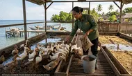 Inovasi Kandang Bebek, Ubah Sampah Organik jadi Pakan Ternak di Kepulauan Seribu