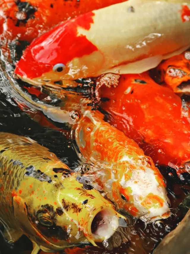 Ikan koi