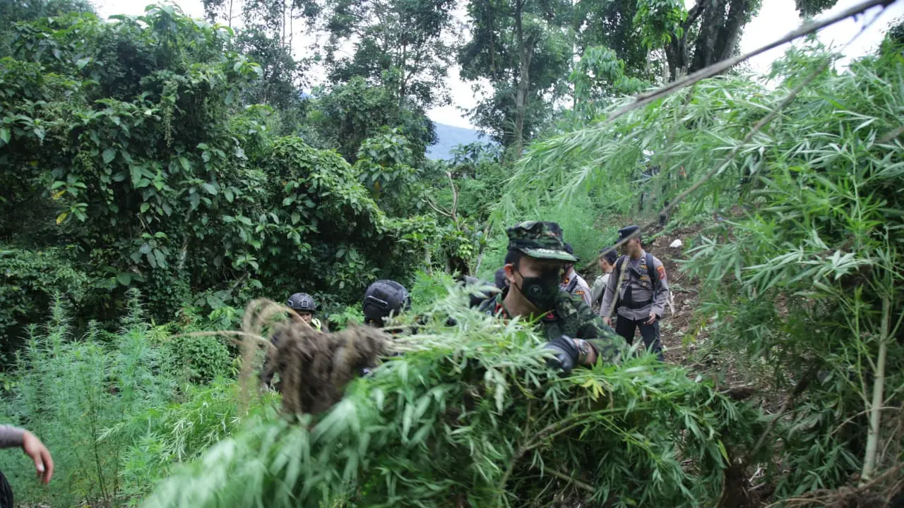 Penemuan Pohon Ganja