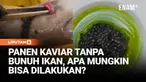 Kaviar biasanya berasal dari telur ikan yang belum dibuahi, lalu ikannya dibunuh. Namun, produsen dari Swedia ini punya cara yang berbeda.