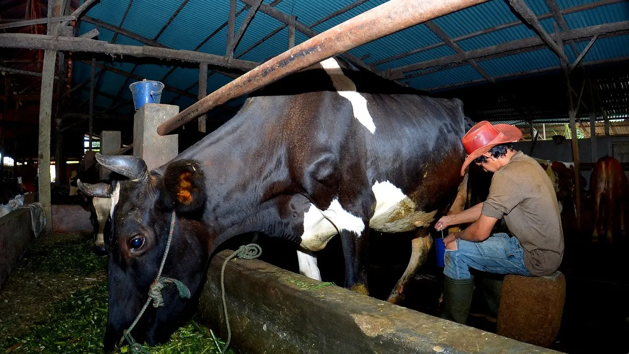 Peternak Sapi.