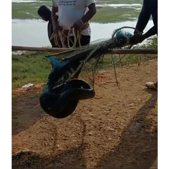 Operasi Penyelamatan Piton yang Hati-hati