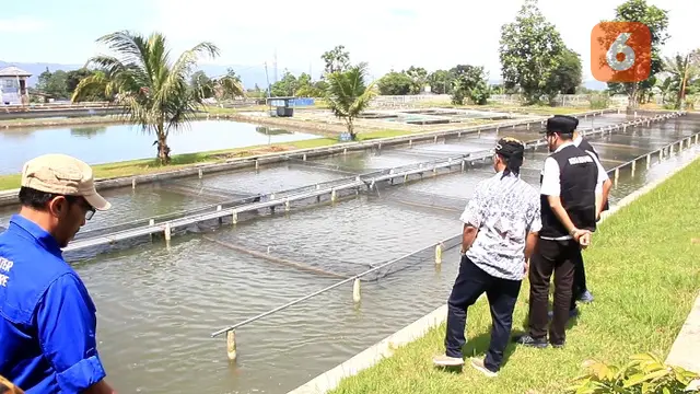 IASPB, Wali Kota Sukabumi Ayep Zaki, dan Kepala UPTD Pelabuhan Perikanan DKP Provinsi Jawa Barat, Ahman Kurniawan saat meninjau kolam ikan di BBPBAT Sukabumi. (Liputan6.com/Fira Syahrin).