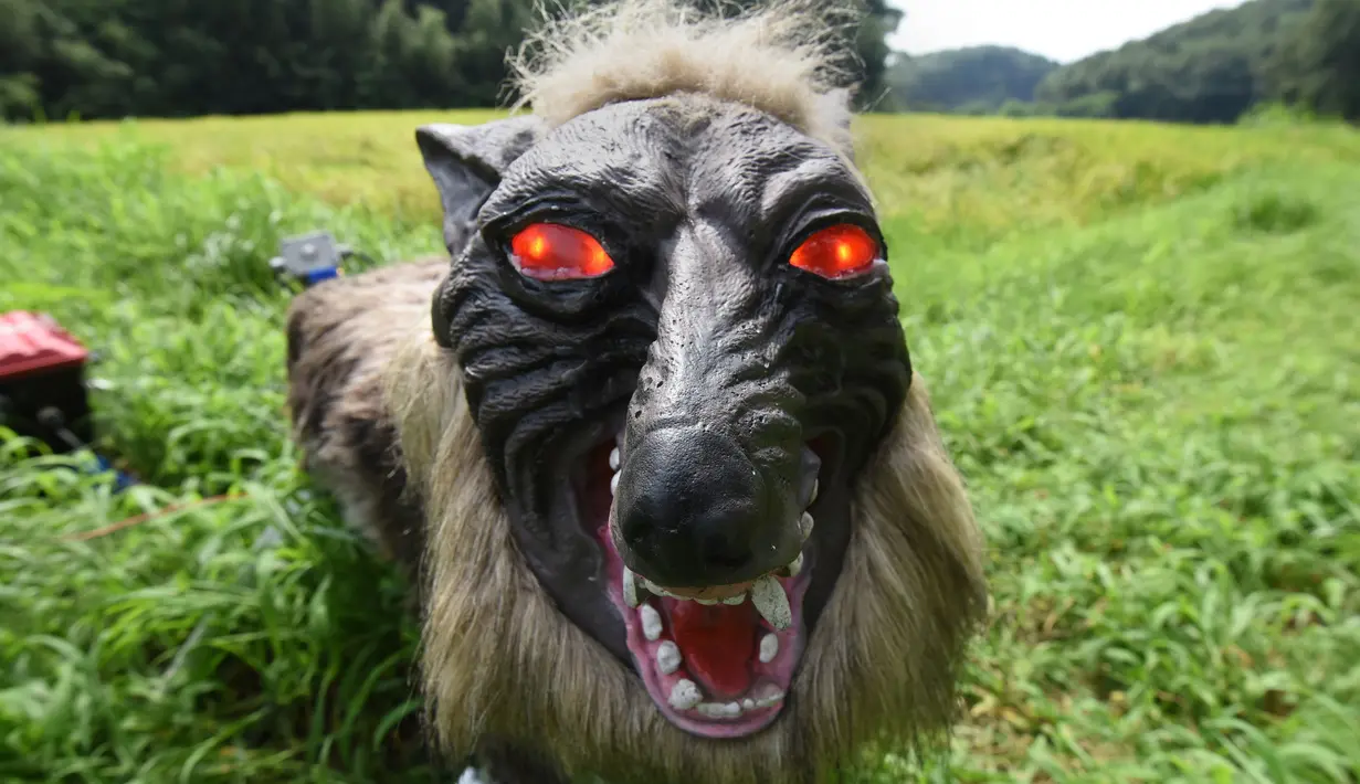 Robot Super Robot Wolf berdiri di sebuah sawah saat diperkenalkan di Kisarazu, prefektur Chiba, Jepang, 25 Agustus 2017. Robot yang rencananya akan diluncurkan pada September mendatang ini dijual dengan harga sekitar Rp25 juta rupiah. (Toru YAMANAKA/AFP)