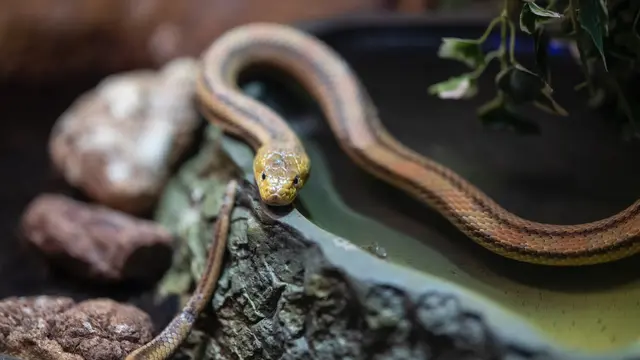 Arti Mimpi Ular yang Mendatangkan Keberuntungan