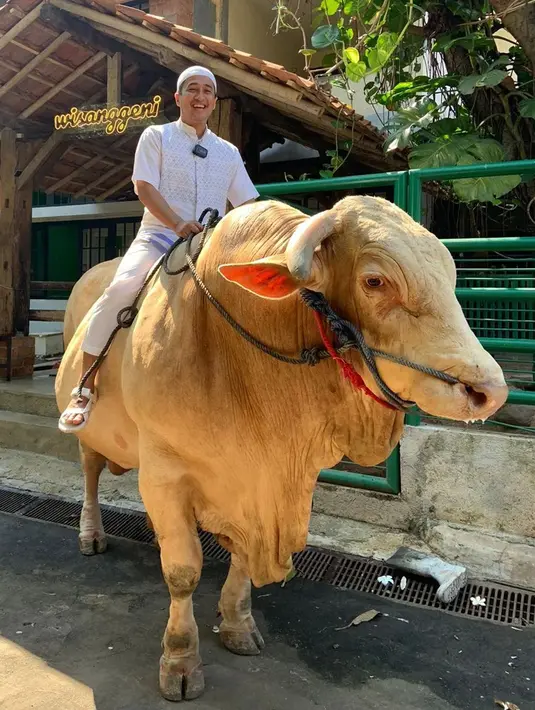 Sapi jumbo Irfan Hakim dikabarkan memiliki bobot lebih dari 1,3 ton. Selain itu, Wisanggeni merupakan pemenang kontes sapi terberat tingkat nasional. (Instagram/irfanhakim75)
