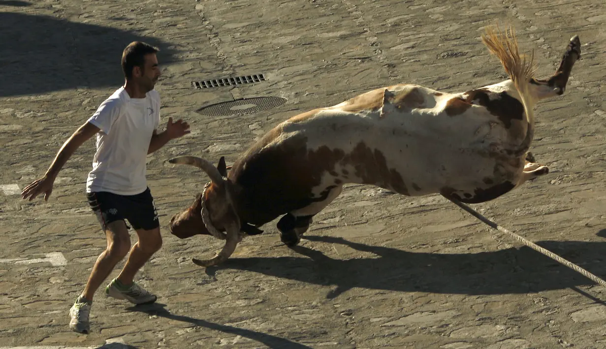 Seekor banteng terjatuh saat berusaha mengejar seorang peserta saat festival Toro de Cuerda di Grazalema, Spanyol, (20/7/2015). Tiga banteng dilepas di jalanan kota dalam festival tahunan tersebut. (REUTERS/Jon Nazca)
