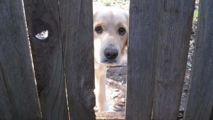 16 Anjing Ini 'Nyempil' Demi Menyapa Siapapun yang Lewat