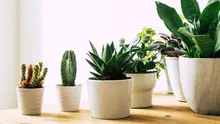 Ilustrasi tanaman hias (unsplash.com/Margarita Terekhova)