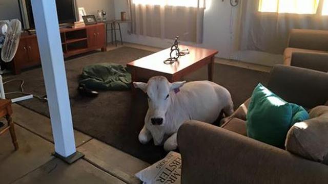 6 Potret Sapi Masuk Rumah Ini Bikin Bingung Cara Usirnya