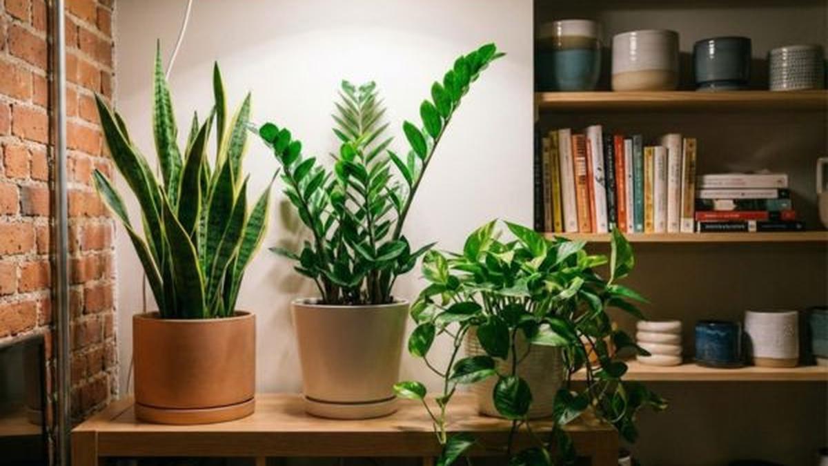 9 Tanaman Hias yang Cocok untuk Kamar Tanpa Jendela, Tingkatkan Kualitas Udara