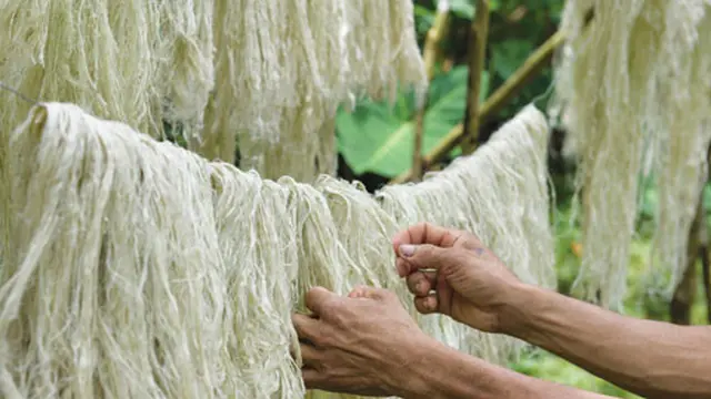 Serat Nanas