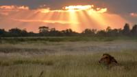 Seekor singa jantan duduk di atas rumput ketika matahari mulai tenggelam di Taman Nasional Amboseli, 21 Juni 2018. Taman nasional ini merupakan taman nasional paling populer kedua di Kenya setelah Cagar Nasional Maasai Mara. (AFP/TONY KARUMBA)
