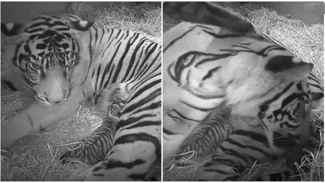 Harimau Sumatra ZSL (1)