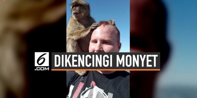VIDEO: Selfie Bareng Monyet, Turis Ini Malah Dikencingi