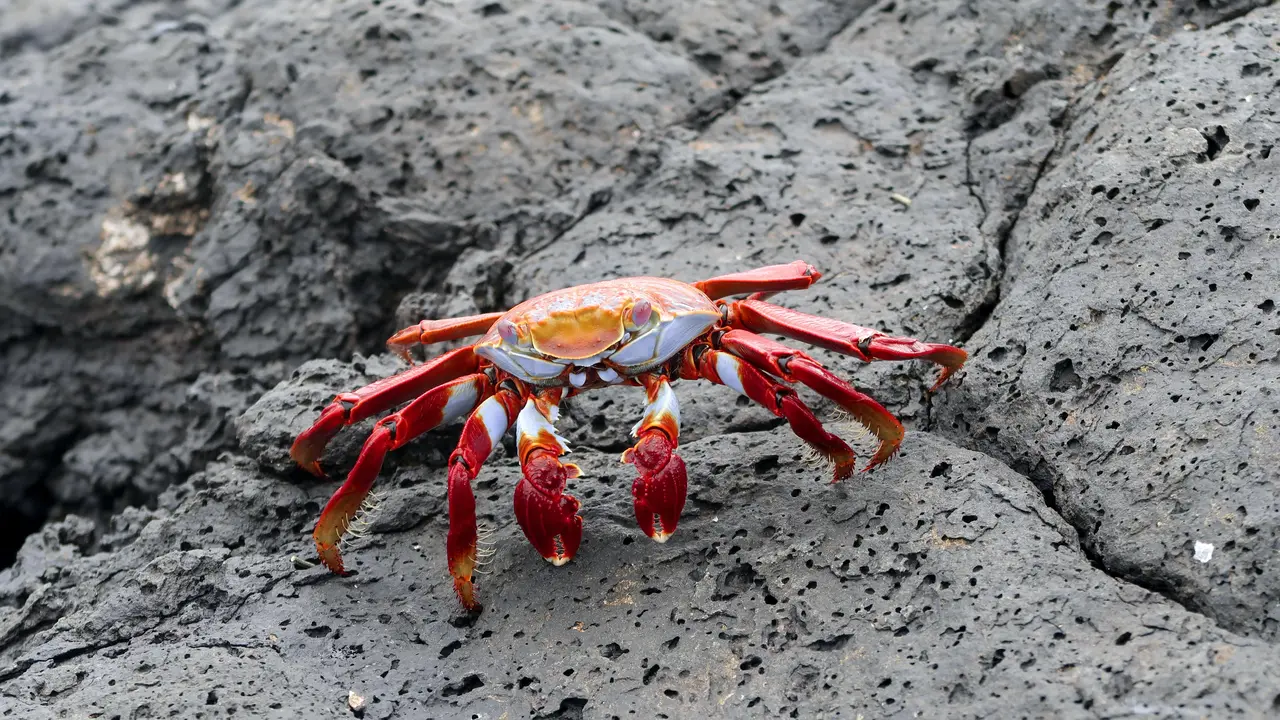 kepiting