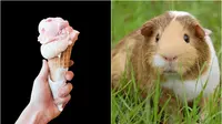 Es krim rasa guinea pig ramai dijual di Ekuador (Dok.Pixabay)