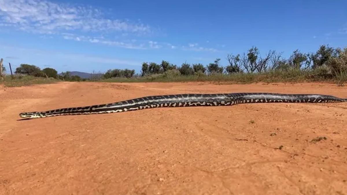Penampakan Langka Ular Piton Raksasa Melata di Jalanan Tandus, Ahli Ekologi Terkejut