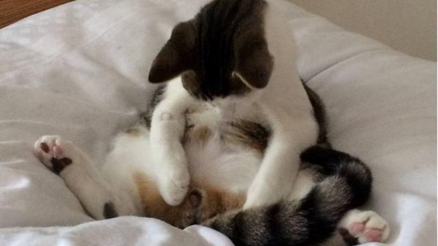 Kucing Ini Kaget Testisnya Lenyap - Health Liputan6.com