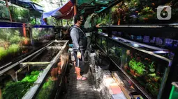 Suasana sepi pasar penjualan ikan hias di kawasan Sumenep, Menteng, Jakarta, Selasa (8/12/2020). BPS mencatat ekspor ikan hias Indonesia pada kuartal I 2020 anjlok 24,7 persen atau hanya US$6,41 juta yang membuat pedagang tetap bertahan di tengah hantaman pandemi COVID-19. (merdeka.com/Imam Buhori)