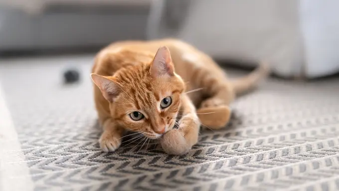 Ilustrasi bulu kucing